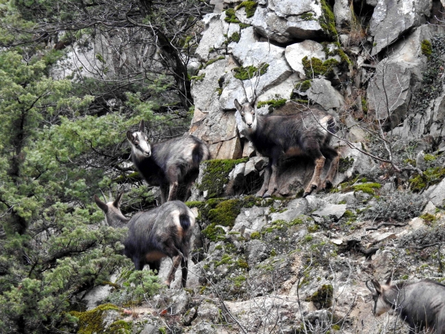 Çengel boynuzlu dağ keçilerinin sayısı 60'a çıktı